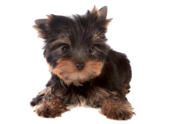 Yorkshire terrier, izole.