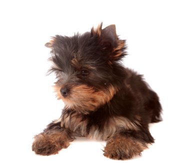 Yorkshire terrier, izole.