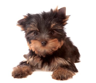 Yorkshire terrier, izole.