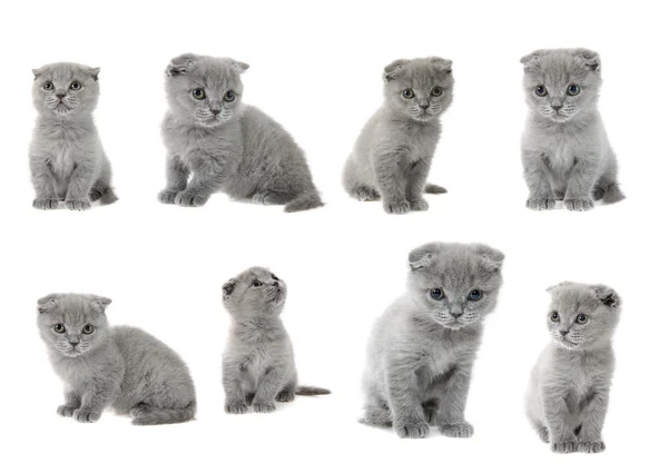 stock image Set the British kittens, isolated.