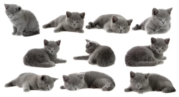 Set the British kittens, isolated. — Stock Photo, Image
