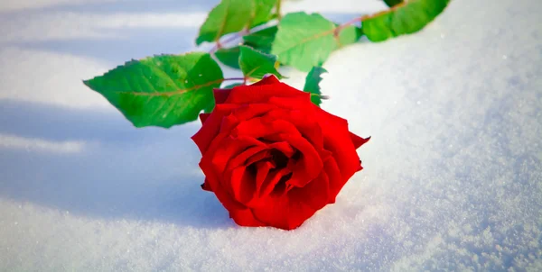 Red rose on snow — Stock Photo, Image