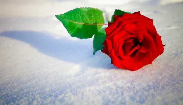 在雪上的红玫瑰 — 图库照片