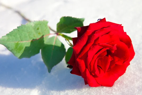 Красная роза на снегу . — стоковое фото