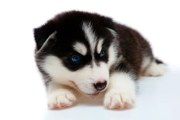 Puppy a husky, isolated. — Stock Photo, Image