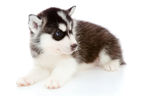 Puppy a husky , isolated. — Stock Photo, Image