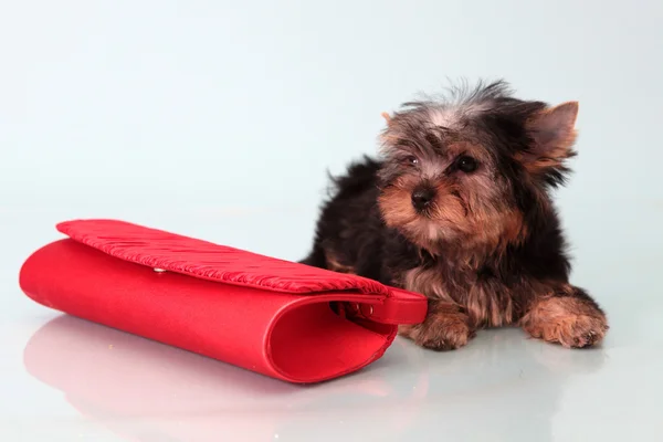 Kleine honden met een vrouwelijke handtas. — Stockfoto