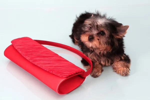 Small doggie with a female handbag. — Stock Photo, Image