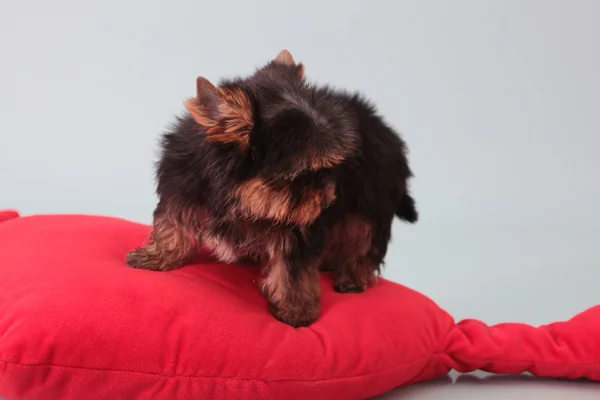 Μικρό σκυλί σε ένα κόκκινο μαξιλάρι. — Φωτογραφία Αρχείου
