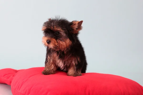 Kırmızı bir yastık üzerinde küçük köpek. — Stok fotoğraf