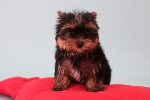 Pequeno cão em um travesseiro vermelho — Fotografia de Stock
