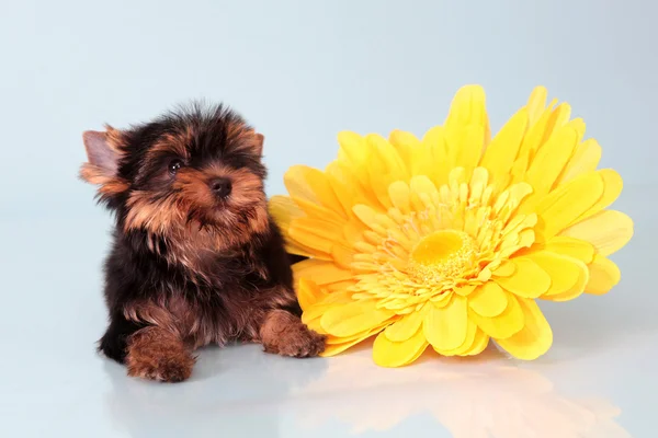 Dog about a yellow flower. — Stock Photo, Image