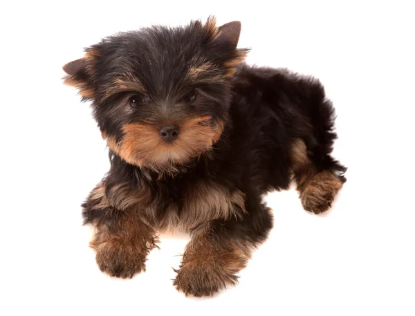 Yorkshire Terrier — Stock Photo, Image
