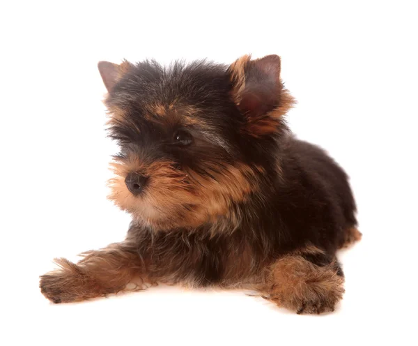 Yorkshire Terrier, isolé — Photo