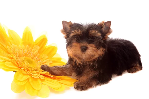 Puppy about a yellow flower , isolated. — Stock Photo, Image