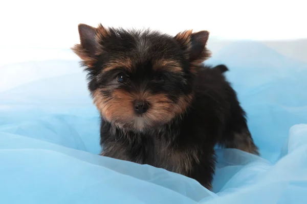 Маленький собака на синій тканині — стокове фото