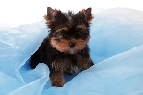 Kleine hond op een blauwe stof, geïsoleerd. — Stockfoto