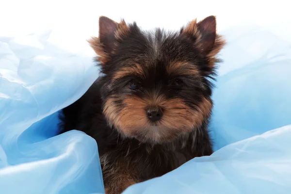 Kleine hond op een blauwe stof, geïsoleerd. — Stockfoto
