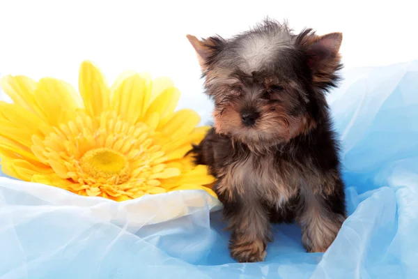 Filhote de cachorro sobre uma flor amarela — Fotografia de Stock