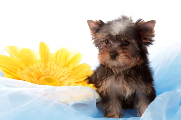 Puppy over een gele bloem — Stockfoto