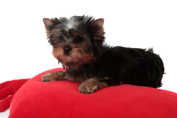 Piccolo cane su un cuscino rosso, isolato . — Foto Stock