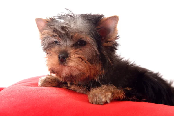 Izole, kırmızı bir yastık üzerinde küçük köpek. — Stok fotoğraf