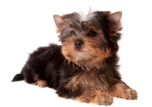 Yorkshire Terrier , isolated. — Stock Photo, Image