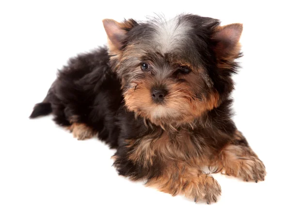 Yorkshire Terrier. — Stock Photo, Image