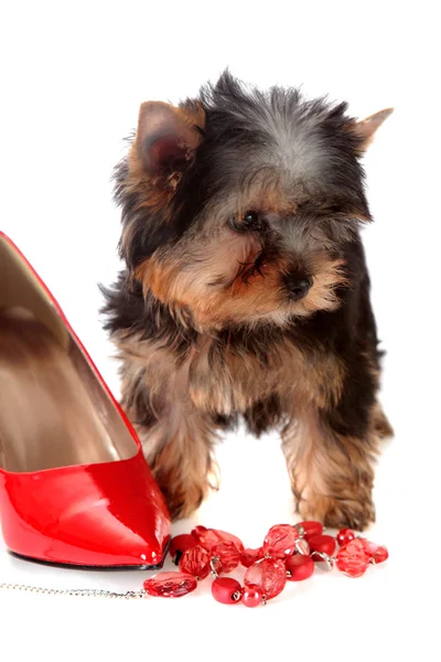 Ayakkabı ve izole bir boncuk hakkında küçük köpek. — Stok fotoğraf