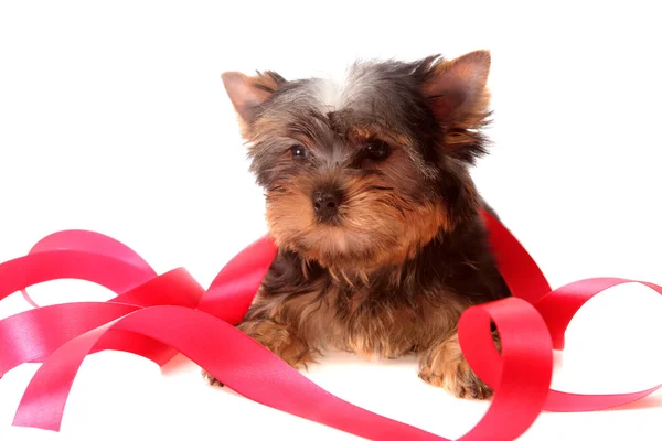 Kleine hond over red tapes, geïsoleerd. — Stockfoto