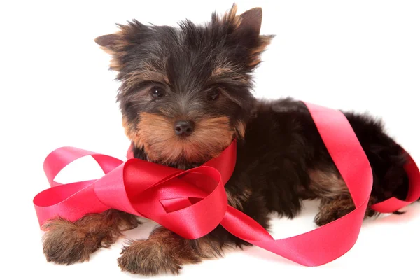 stock image Small dog about red tapes, isolated.