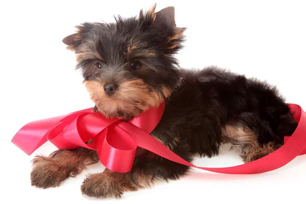 Small dog about red tapes , isolated. — Stock Photo, Image