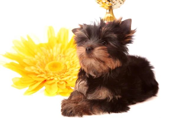 Köpek izole sarı bir çiçek hakkında — Stok fotoğraf