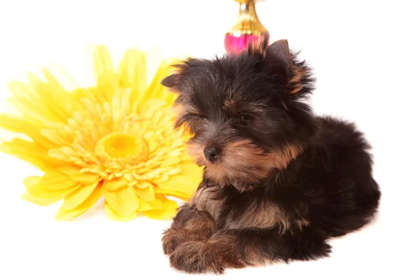 Puppy about a yellow flower, isolated — Stock Photo, Image