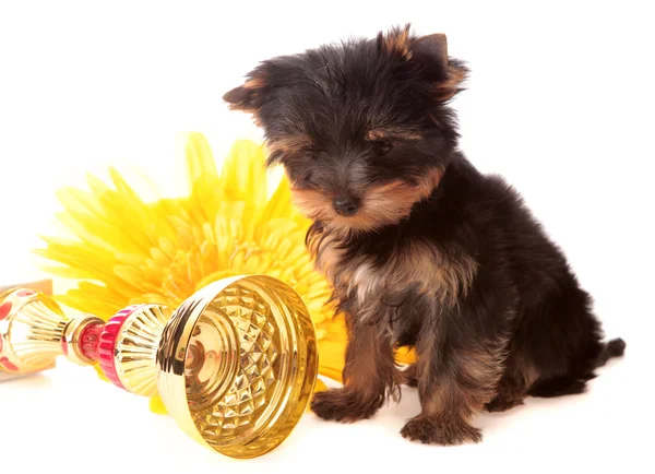 Puppy over een gele bloem, geïsoleerd — Stockfoto