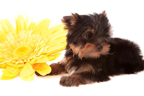 Puppy about a yellow flower,isolated. — Stock Photo, Image