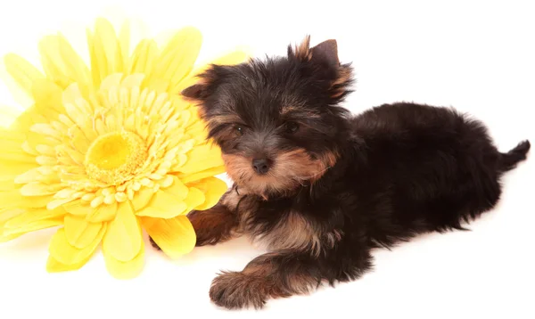 Puppy over een gele bloem, geïsoleerd. — Stockfoto