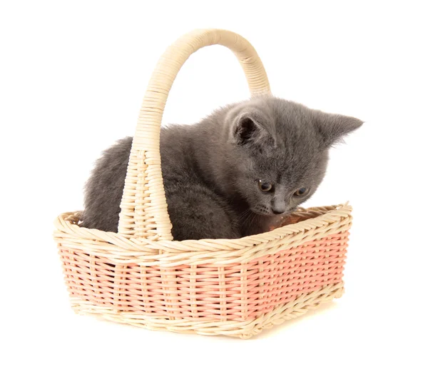 stock image Kitten in a basket, isolated.