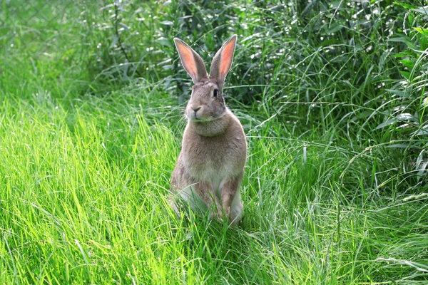 ウサギ — ストック写真