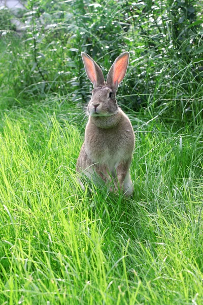 ウサギの草の上. — ストック写真