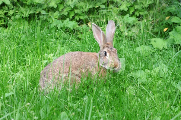 Brown rabbit. — Stock Photo, Image