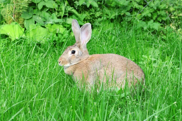 Rabbit on a green grass. — Stock Photo, Image