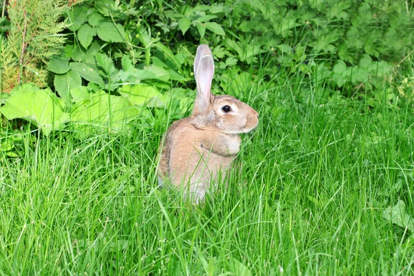 Yeşil çimenlerin üzerinde tavşan yürür. — Stok fotoğraf
