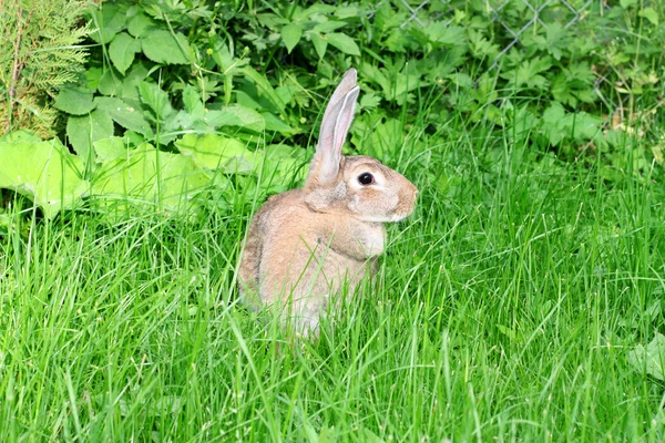 Yeşil çimenlerin üzerinde tavşan. — Stok fotoğraf