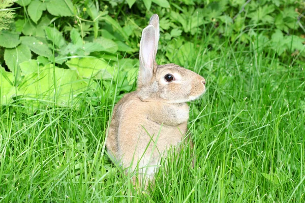 绿草上的兔子. — 图库照片