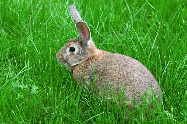 Gri tavşan. — Stok fotoğraf