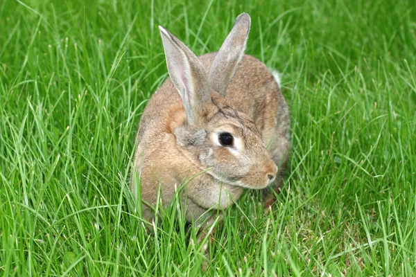 Conejo gris — Foto de Stock