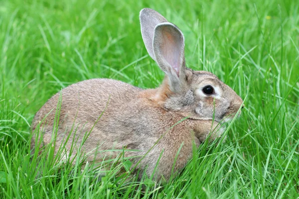 ウサギは草の上を歩く. — ストック写真