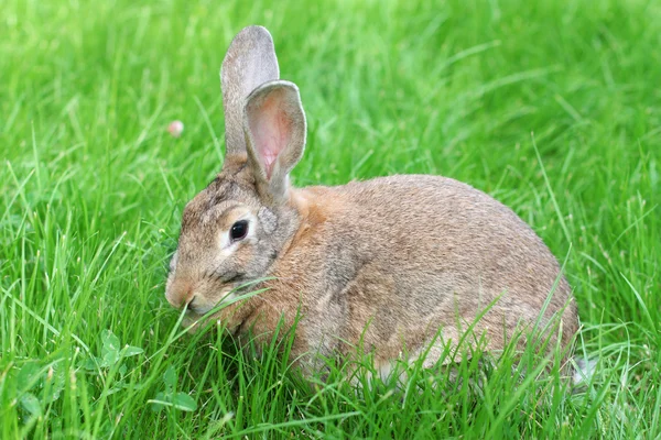 Çimenlerin üzerinde kahverengi tavşan — Stok fotoğraf