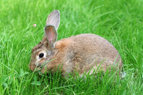 Rabbit on grass. — Stock Photo, Image